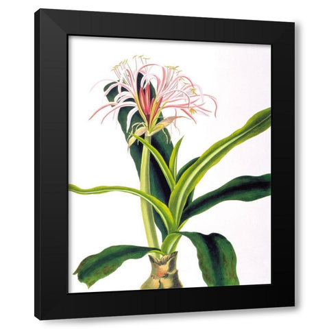 Crinium Hybridum Black Modern Wood Framed Art Print by Bury, Priscilla