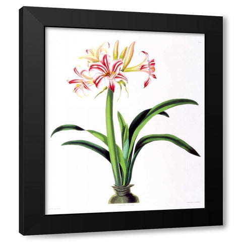 Amarylis Superba Black Modern Wood Framed Art Print with Double Matting by Bury, Priscilla