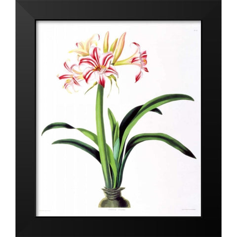 Amarylis Superba Black Modern Wood Framed Art Print by Bury, Priscilla