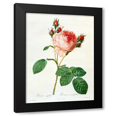 Rose,Centifolia with 100 Petals Black Modern Wood Framed Art Print by RedoutÃ©, Pierre-Joseph