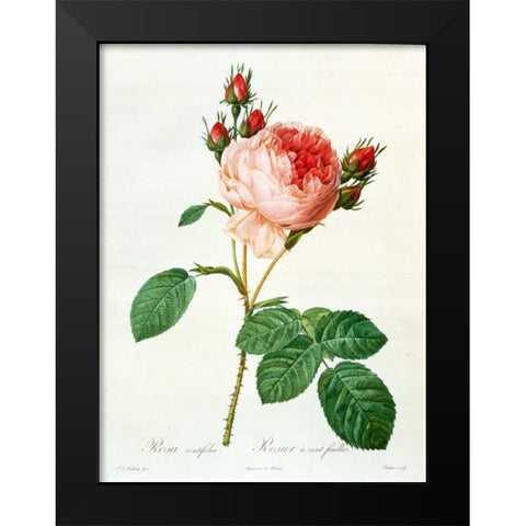 Rose,Centifolia with 100 Petals Black Modern Wood Framed Art Print by RedoutÃ©, Pierre-Joseph