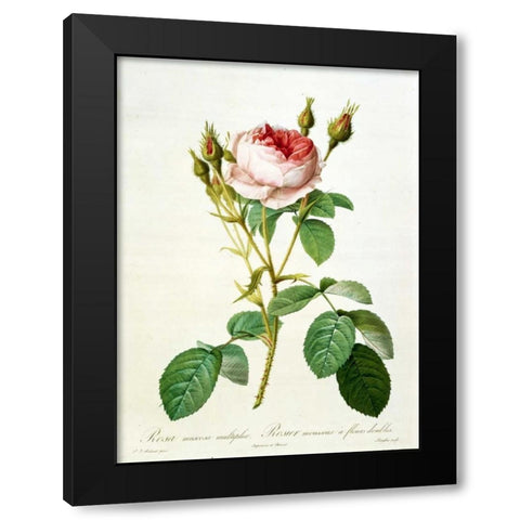 Rose, Muscosa Multiplex Black Modern Wood Framed Art Print by RedoutÃ©, Pierre-Joseph