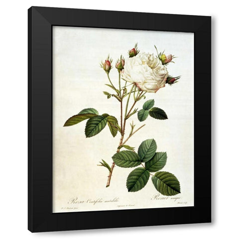 Rosa, Centifolia Mutabilis Black Modern Wood Framed Art Print with Double Matting by RedoutÃ©, Pierre-Joseph