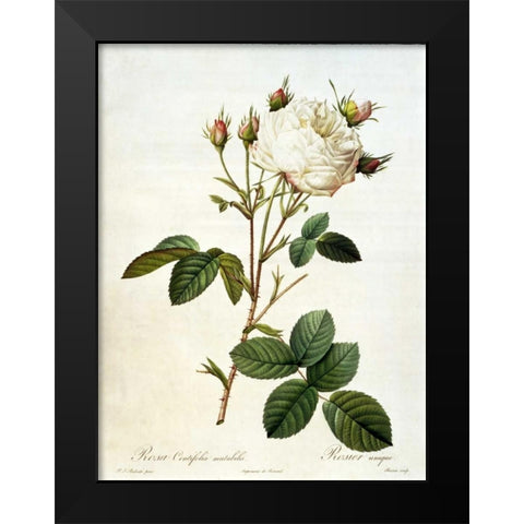 Rosa, Centifolia Mutabilis Black Modern Wood Framed Art Print by RedoutÃ©, Pierre-Joseph