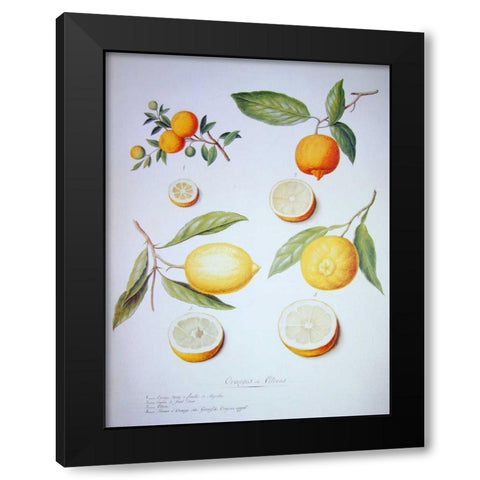 Citrons, Oranges and Lemons Black Modern Wood Framed Art Print with Double Matting by Ledoulx, Pierre