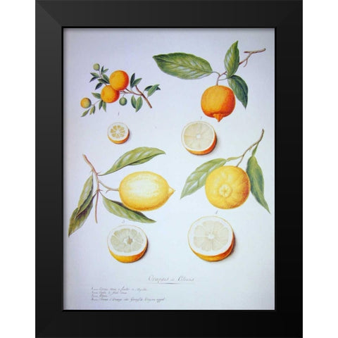 Citrons, Oranges and Lemons Black Modern Wood Framed Art Print by Ledoulx, Pierre