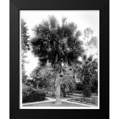 Palm. L.A. Park, c1910 Black Modern Wood Framed Art Print by Anonymous