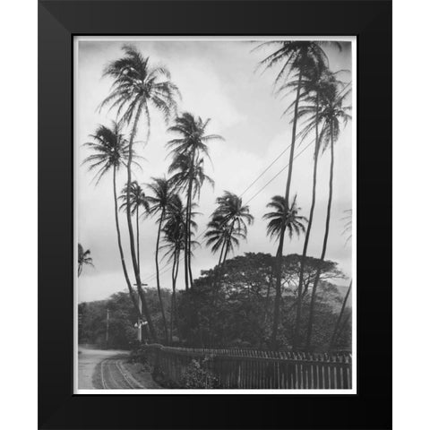 Coconut Palms, Honolulu, 1907 Black Modern Wood Framed Art Print by Anonymous