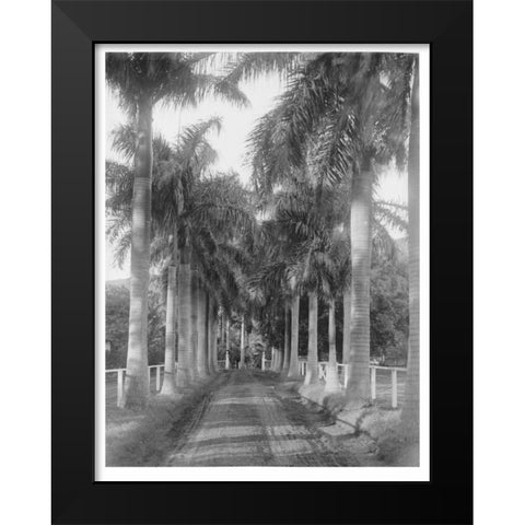 Royal Palm Ave, Honolulu, 1907 Black Modern Wood Framed Art Print by Anonymous