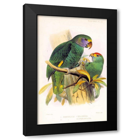 Parrots, Chrysotis Black Modern Wood Framed Art Print with Double Matting by Smit, Joseph