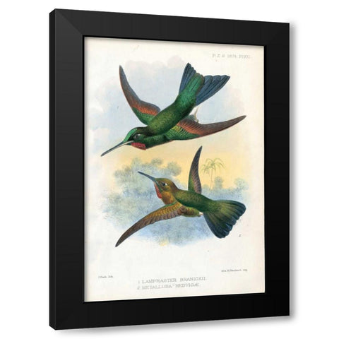 Humming Birds Black Modern Wood Framed Art Print with Double Matting by Smit, Joseph