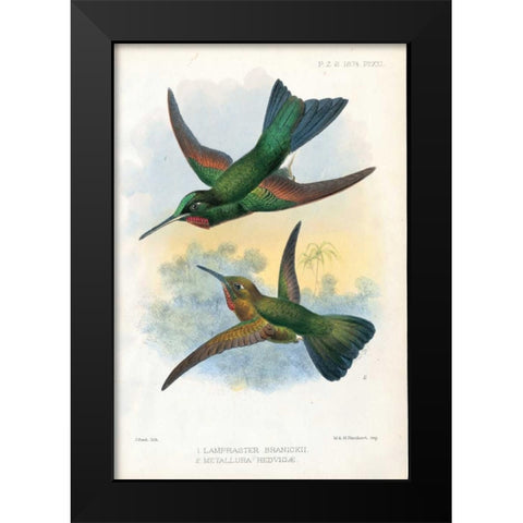 Humming Birds Black Modern Wood Framed Art Print by Smit, Joseph