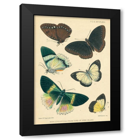 Butterflies, Duke of York Island Black Modern Wood Framed Art Print with Double Matting by Smit, Joseph