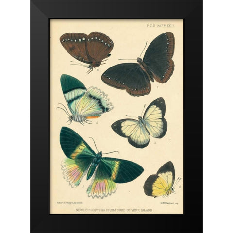 Butterflies, Duke of York Island Black Modern Wood Framed Art Print by Smit, Joseph