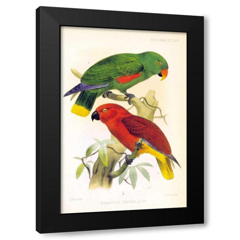 Parrots, Eclectus Riedelli Black Modern Wood Framed Art Print by Smit, Joseph