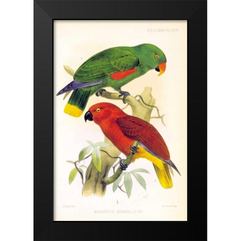 Parrots, Eclectus Riedelli Black Modern Wood Framed Art Print by Smit, Joseph