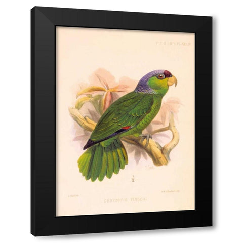 Parrot, Chrysotis Finschi Black Modern Wood Framed Art Print with Double Matting by Smit, Joseph
