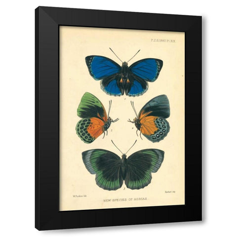 Butterflies, New species of Agrias Black Modern Wood Framed Art Print with Double Matting by Smit, Joseph