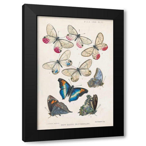 Exotic Butterflies Black Modern Wood Framed Art Print with Double Matting by Butler, A G