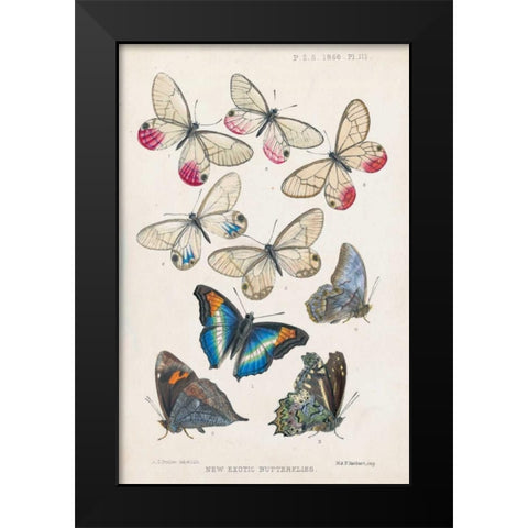 Exotic Butterflies Black Modern Wood Framed Art Print by Butler, A G