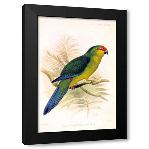 Parrot, Saisseti Black Modern Wood Framed Art Print by Smit, Joseph