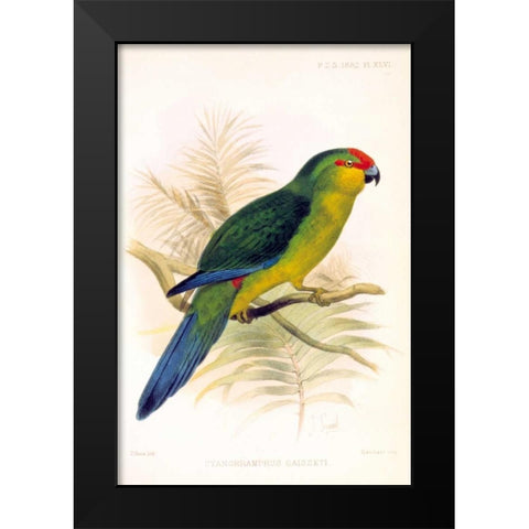 Parrot, Saisseti Black Modern Wood Framed Art Print by Smit, Joseph