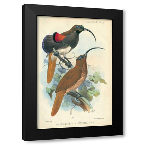 Sicklebill, Bird of Paradise Black Modern Wood Framed Art Print with Double Matting by Smit, Joseph