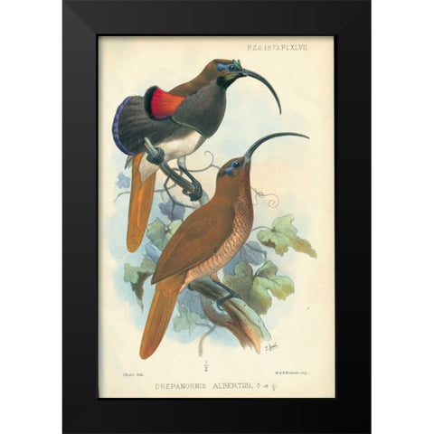 Sicklebill, Bird of Paradise Black Modern Wood Framed Art Print by Smit, Joseph