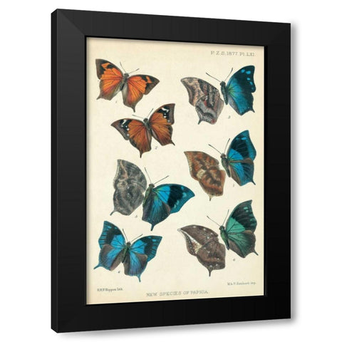 Butterflies, Paphia Black Modern Wood Framed Art Print with Double Matting by Rippon, Robert