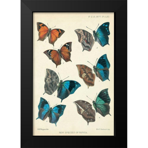Butterflies, Paphia Black Modern Wood Framed Art Print by Rippon, Robert