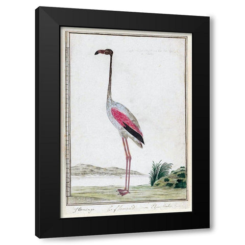 Flamingo Black Modern Wood Framed Art Print with Double Matting by Gordon, Robert James