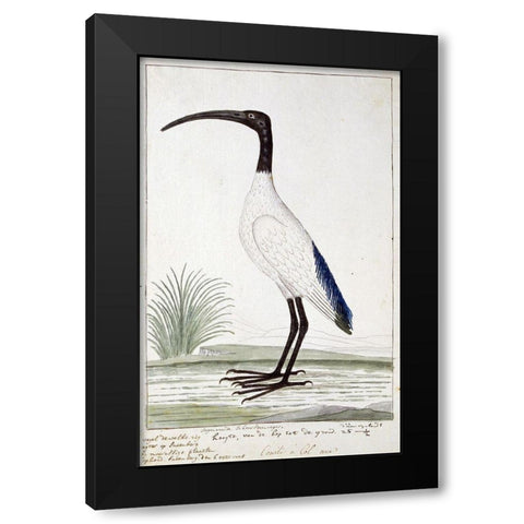 White Bird Black Modern Wood Framed Art Print with Double Matting by Gordon, Robert James