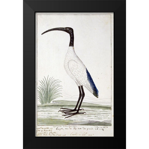 White Bird Black Modern Wood Framed Art Print by Gordon, Robert James