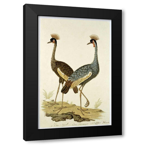 Royal Birds Black Modern Wood Framed Art Print with Double Matting by Gordon, Robert J.