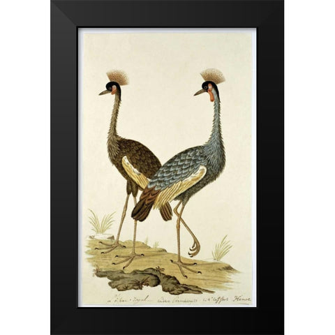 Royal Birds Black Modern Wood Framed Art Print by Gordon, Robert J.