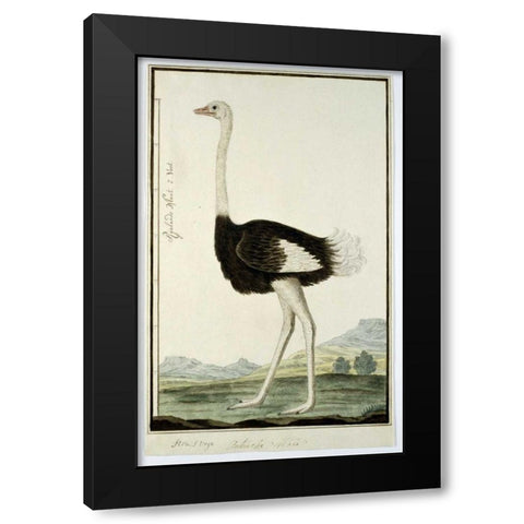 Ostrich Black Modern Wood Framed Art Print with Double Matting by Gordon, Robert J.