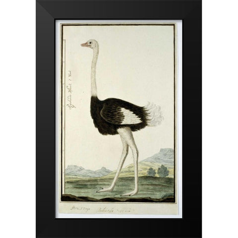 Ostrich Black Modern Wood Framed Art Print by Gordon, Robert J.