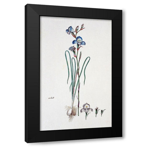 Orchid Black Modern Wood Framed Art Print with Double Matting by Gordon, Robert J.