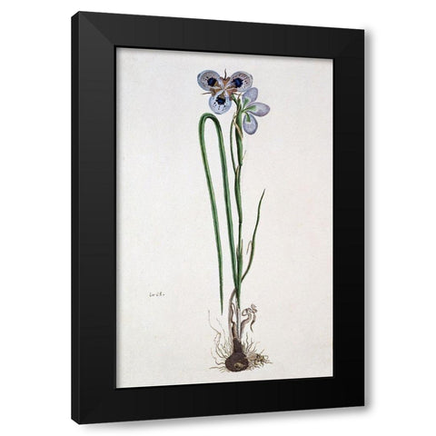 Iris Black Modern Wood Framed Art Print with Double Matting by Gordon, Robert J.