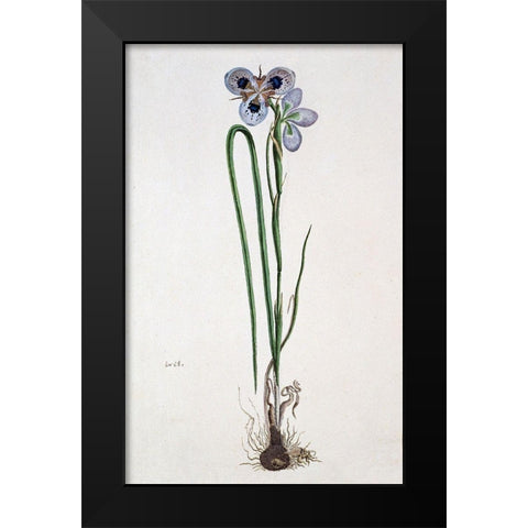 Iris Black Modern Wood Framed Art Print by Gordon, Robert J.