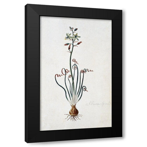 Corkscrew Albuca Black Modern Wood Framed Art Print with Double Matting by Gordon, Robert J.