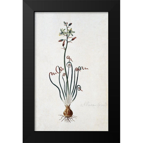 Corkscrew Albuca Black Modern Wood Framed Art Print by Gordon, Robert J.