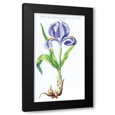 Iris Bulbosa Latifolia Black Modern Wood Framed Art Print with Double Matting by Morison, Robert