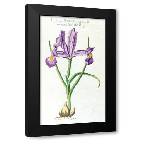 Iris Bulbosa Luteo Black Modern Wood Framed Art Print with Double Matting by Morison, Robert