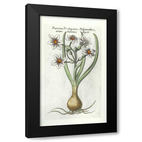 Narcissus DArgier Black Modern Wood Framed Art Print with Double Matting by Morison, Robert