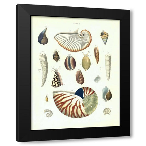 Shells, Plate 5 Black Modern Wood Framed Art Print with Double Matting by Brookes, Samuel