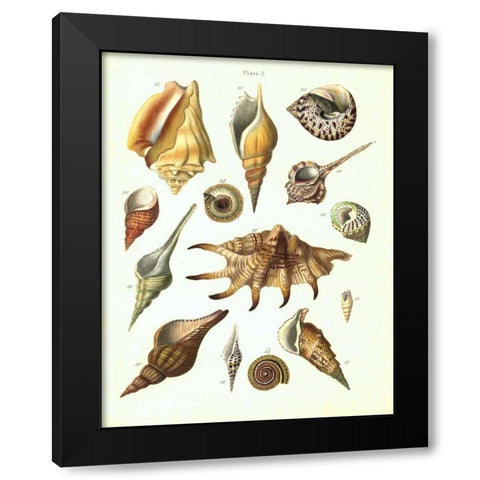 Shells, Plate 7 Black Modern Wood Framed Art Print with Double Matting by Brookes, Samuel
