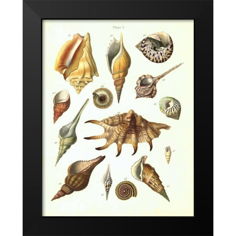 Shells, Plate 7 Black Modern Wood Framed Art Print by Brookes, Samuel