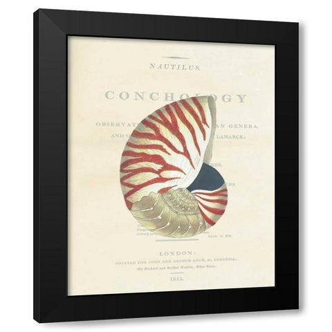 Shell, Nautiilus Black Modern Wood Framed Art Print with Double Matting by Brookes, Samuel
