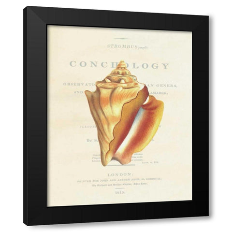 Shell, Strombus Pugilis Black Modern Wood Framed Art Print with Double Matting by Brookes, Samuel